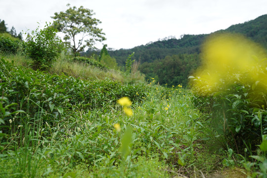 武夷岩茶燕子窠生态茶园