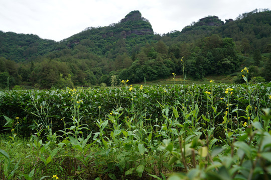 武夷岩茶燕子窠生态茶园