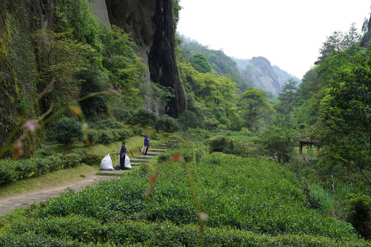 武夷岩茶采摘挑青