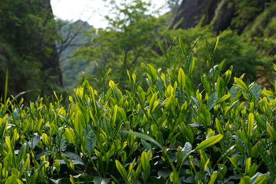 武夷岩茶