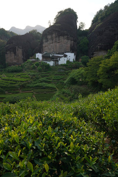 武夷岩茶马头岩