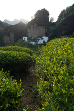 武夷岩茶马头岩