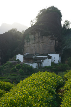 武夷岩茶马头岩