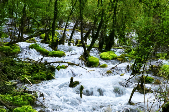 九寨沟溪流瀑布森林