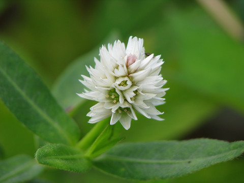 野生喜旱莲子草的开花期