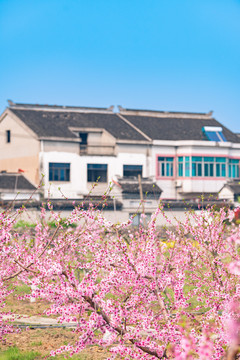 桃花丛中的田园乡村