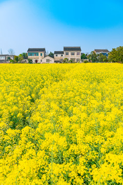 乡村里的油菜花田