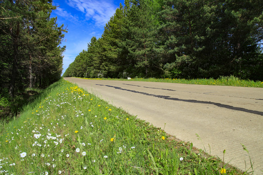 公路乡间路路边野花