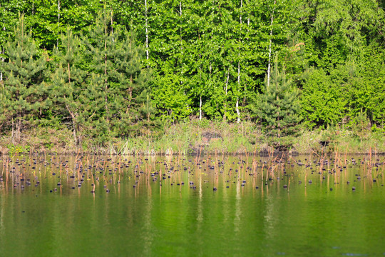夏季池塘树林倒影水平如镜