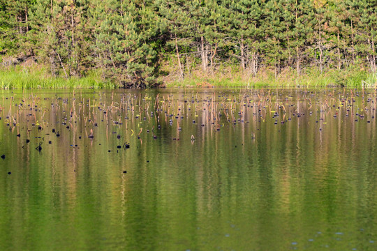 夏季池塘树林倒影水平如镜