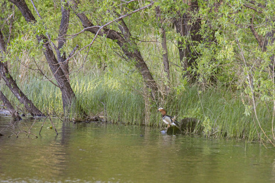 池塘倒影鸳鸯戏水野鸭