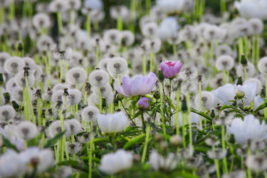 白芍药药材花卉花瓣绽放特写