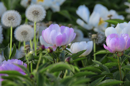 白芍药药材花卉花瓣绽放特写