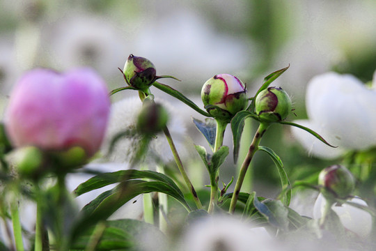 白芍药药材花卉花瓣绽放特写