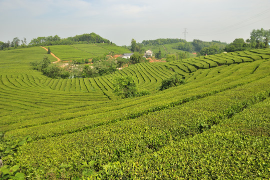 茶园茶山