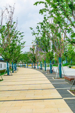 大理石休闲步道绿化树