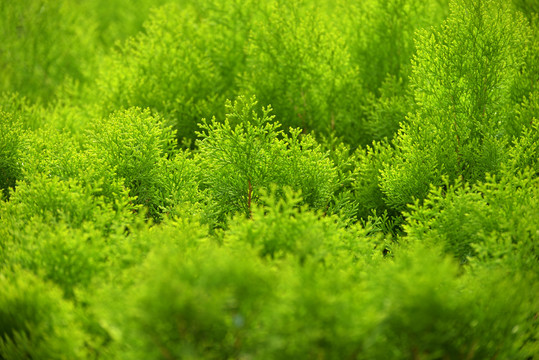 植物背景