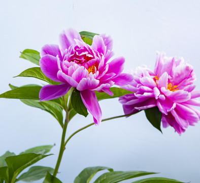 芍药花