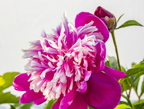 芍药花