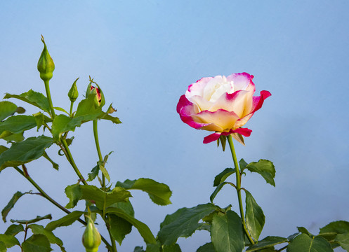 月季花