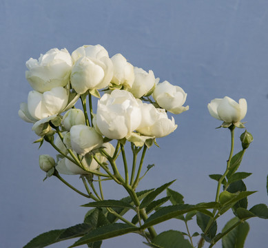 月季花