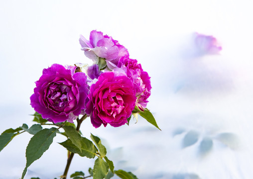 月季花