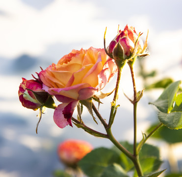 月季花