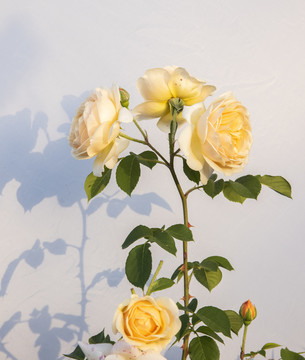 月季花