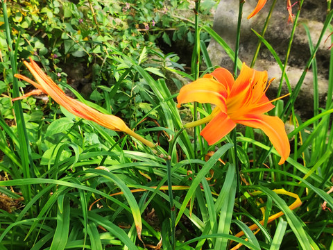 黄花菜绿葱花