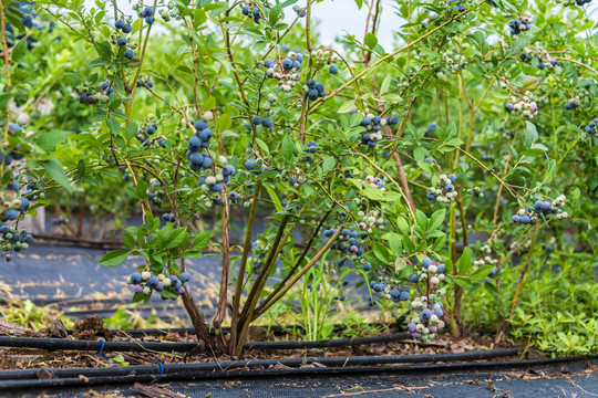蓝莓种植园