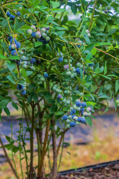 蓝莓种植园