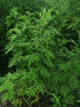 艾草艾叶