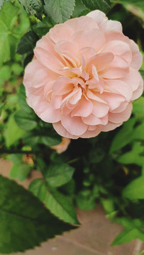 粉色的花百日菊
