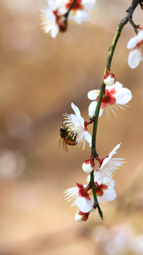 梅花