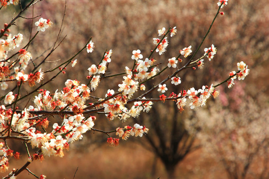 梅花