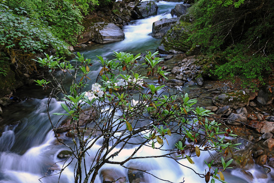 尼汝