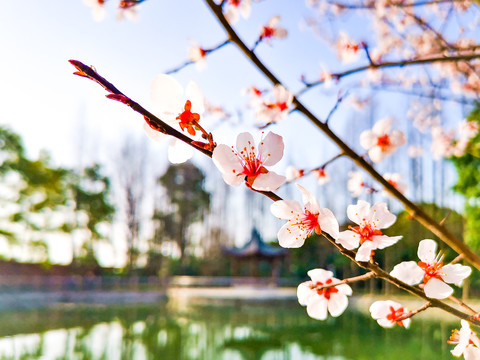 春天樱花