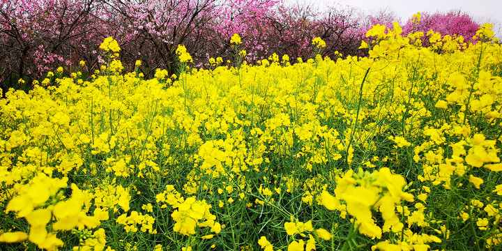 春天油菜花