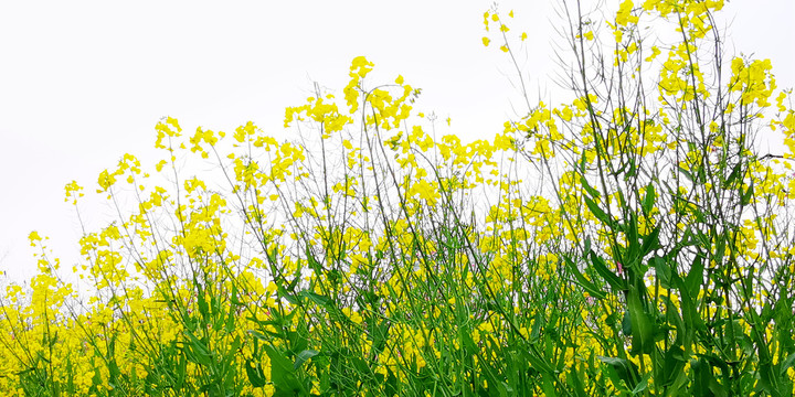 春天油菜花