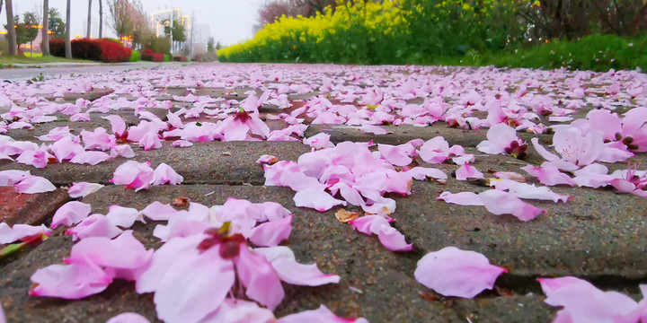 满地桃花