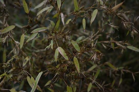 竹子开花