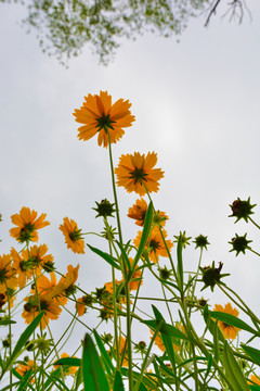 仰望金鸡菊