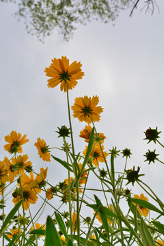 仰望金鸡菊