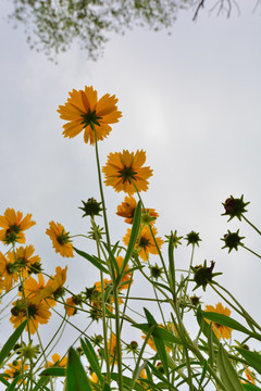 仰望金鸡菊