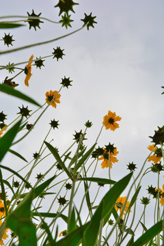 仰望金鸡菊