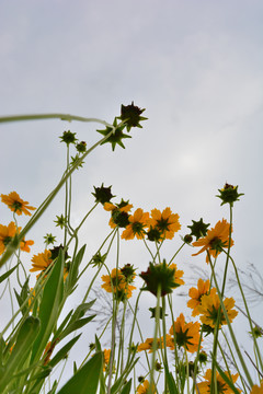 金鸡菊