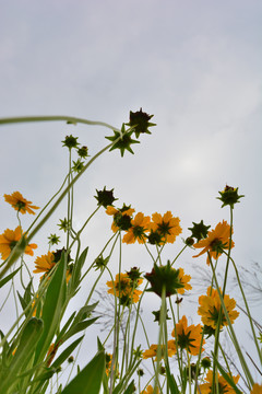 金鸡菊