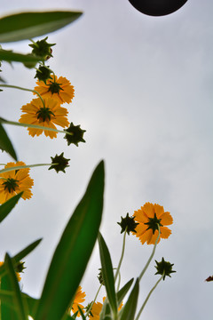 金鸡菊