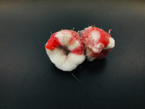 发霉的红树莓