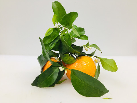 砂糖橘